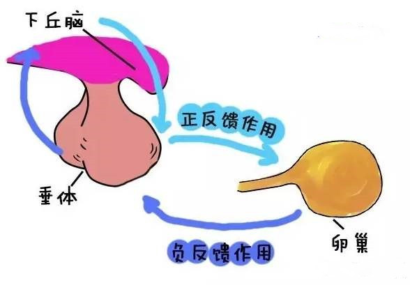 痛经越来越严重是内异症吗,內异症痛经和普通痛经的区别