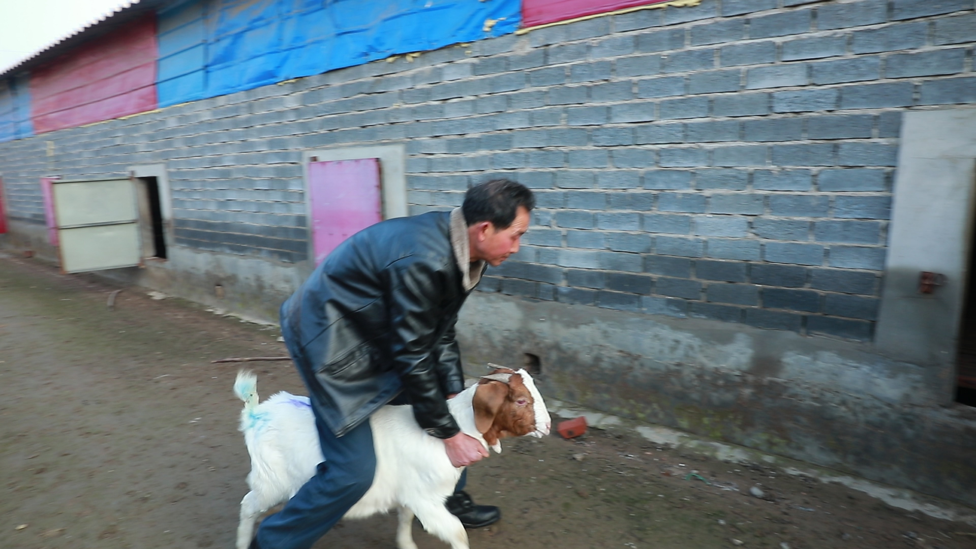 羊寄生虫怎么治,如何预防羊寄生虫