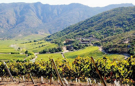 智利葡萄酒哪里买最便宜,一百块买车厘子还是苹果