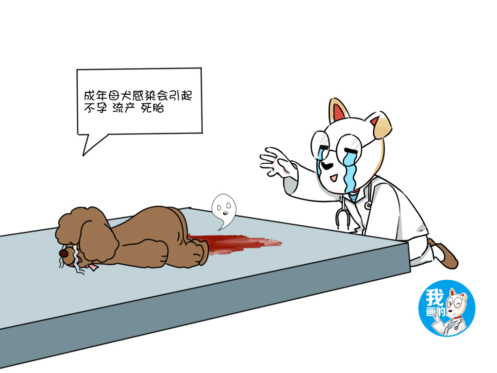 新生犬有疱疹会传染给大狗吗,犬疱疹如何防治