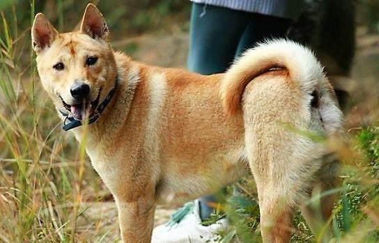 我的少年伙伴,七窍玲珑神犬——欢欢