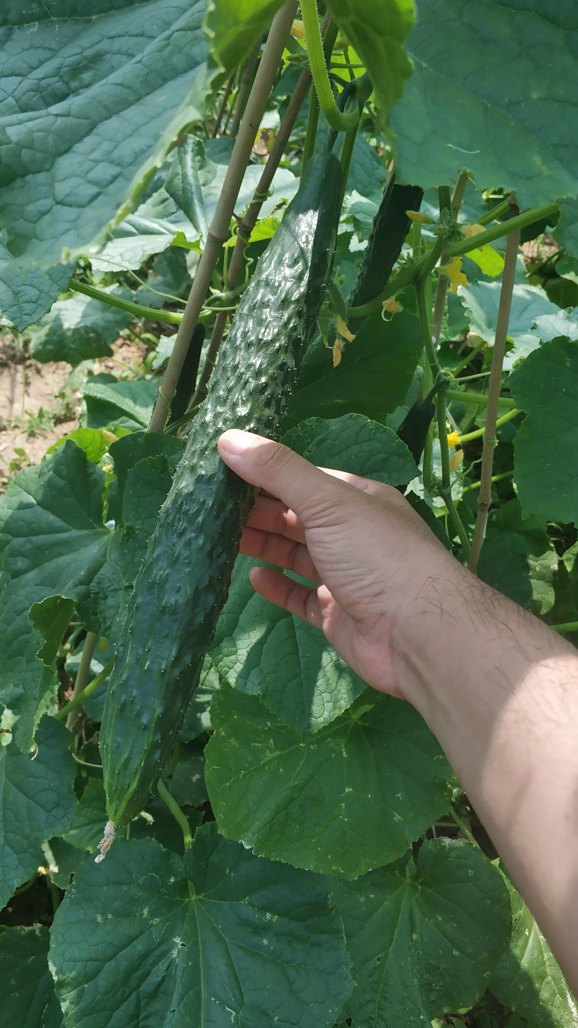 我的种植初体验,有机农业增产