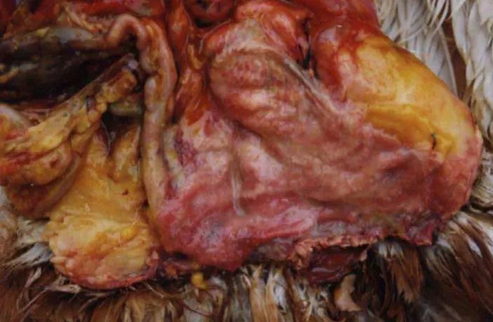 蛋鸡输卵管堵塞能不能下蛋,产蛋鸡输卵管炎特效药