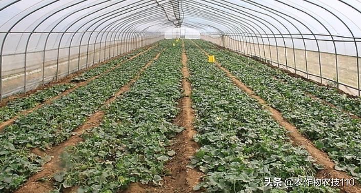 大棚甜瓜种植技术视频教程,大棚种植甜瓜利润怎么样