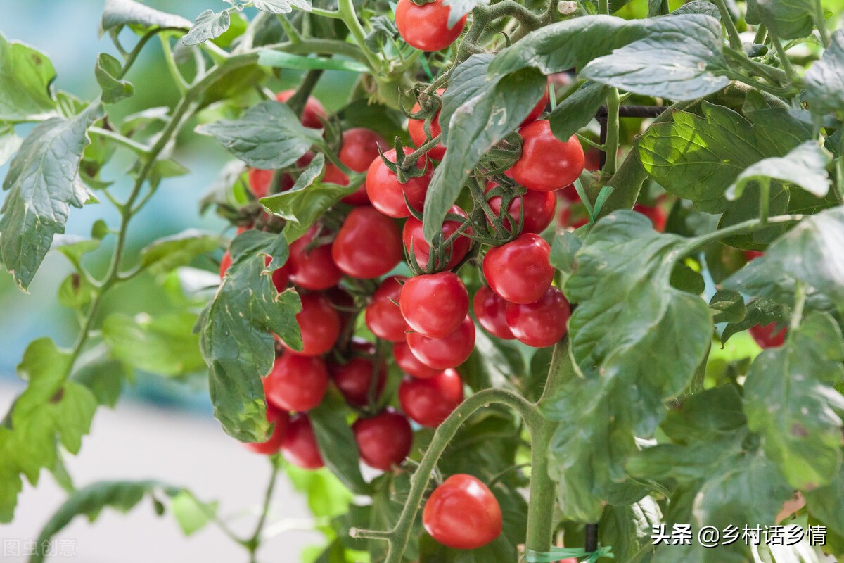 辣椒茄子枯萎烂根怎样预防治疗,辣椒茄子番茄种一起了怎么办