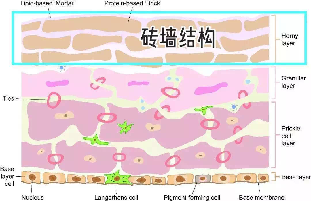 为什么天天涂水乳脸还是特别干,为什么天天擦护肤品脸还是很干