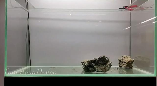 莫斯树到底好不好,莫斯树是什么