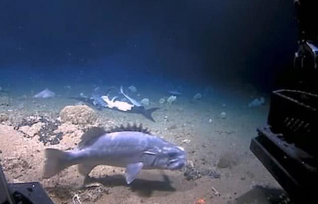 人类捕捉了史上最诡异的深海怪鱼,海底拍到巨大的石斑鱼