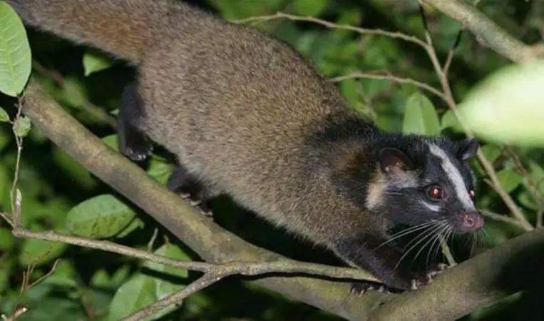 这些“高仿猫”天团，你见过几个？