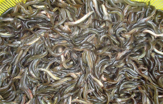 无土泥鳅养殖技术,常德无土泥鳅养殖