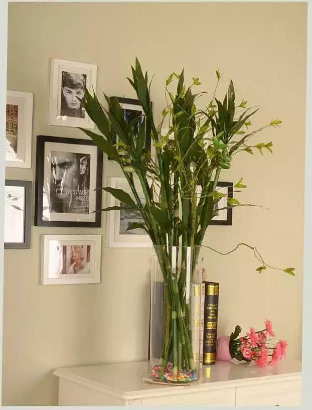 富贵竹养几根最合适,富贵竹一个花瓶里放双数还是单数