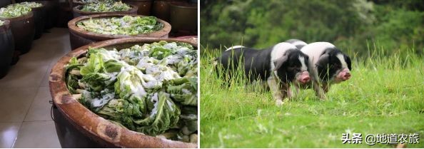 宁乡大成桥湘都生态农业园是什么,宁乡湘都生态农业园鹿岛