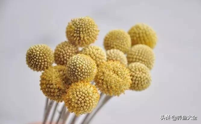 8种能做干花的鲜花，男朋友送的花就这么做