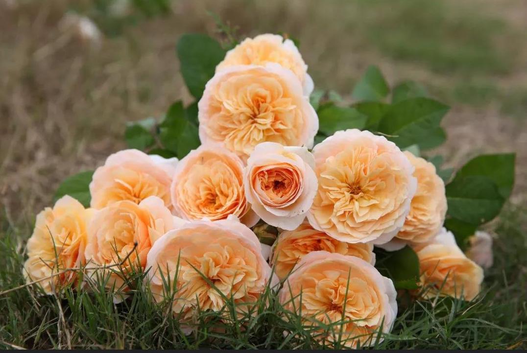 七夕还在送花？来个新玩法，带她去看世界上最昂贵的10种花