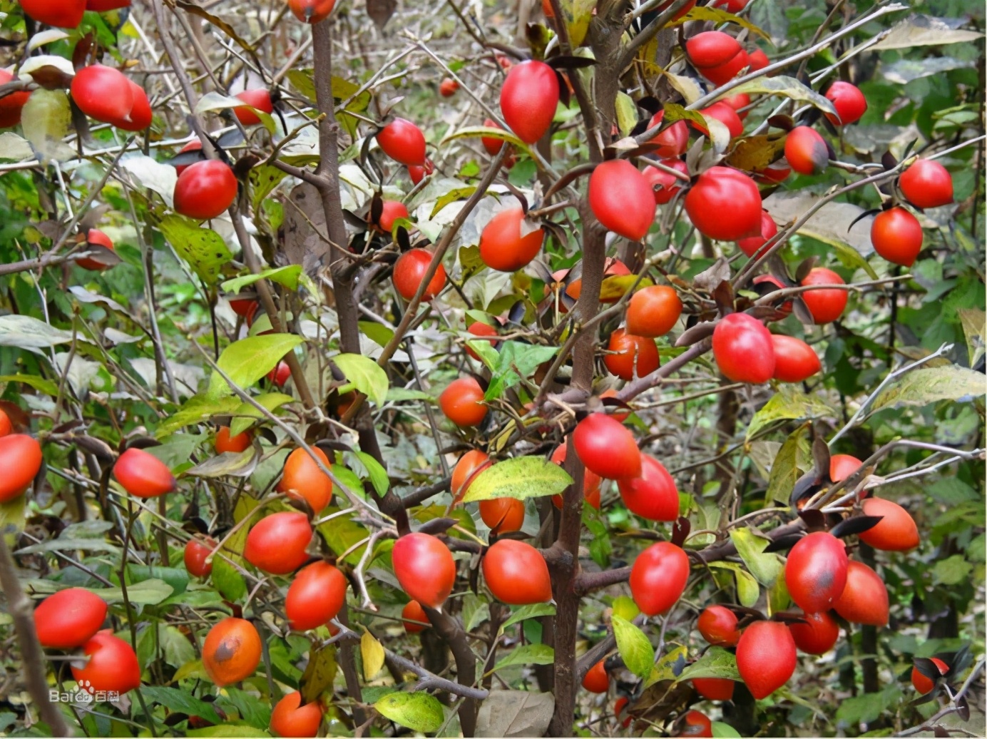 百种果子简介,百种果实图片