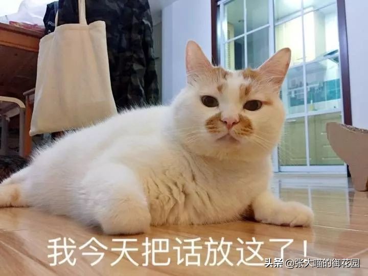 重口味话题,返点勿入!猫咪的肛门腺挤还是不挤?这是一个问题