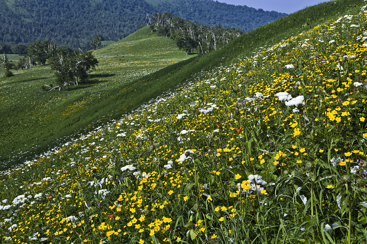 东北地区海拔最高的几座山峰,东北十大最高的山