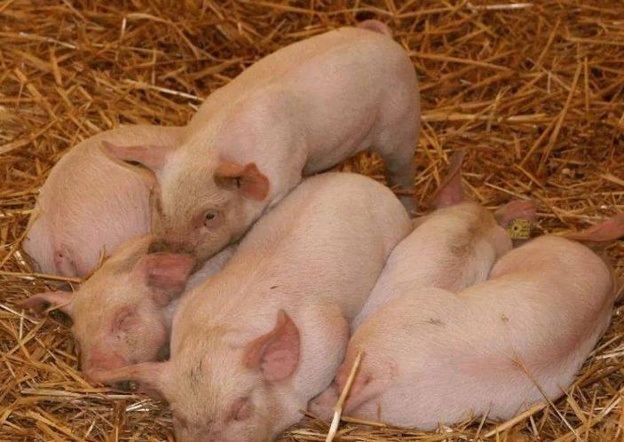 猪呕吐打什么针?猪呕吐是什么原因?这四种情况要重视起来