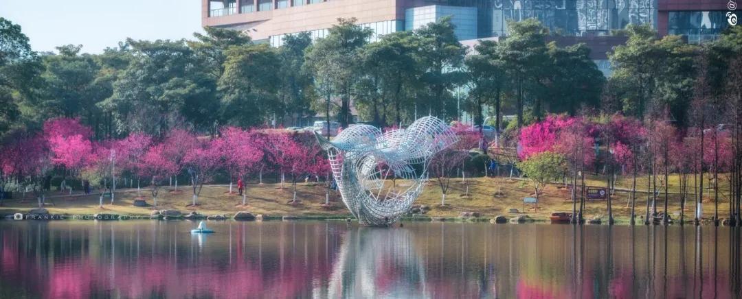 广州现在花开的季节,广州现在什么花开了