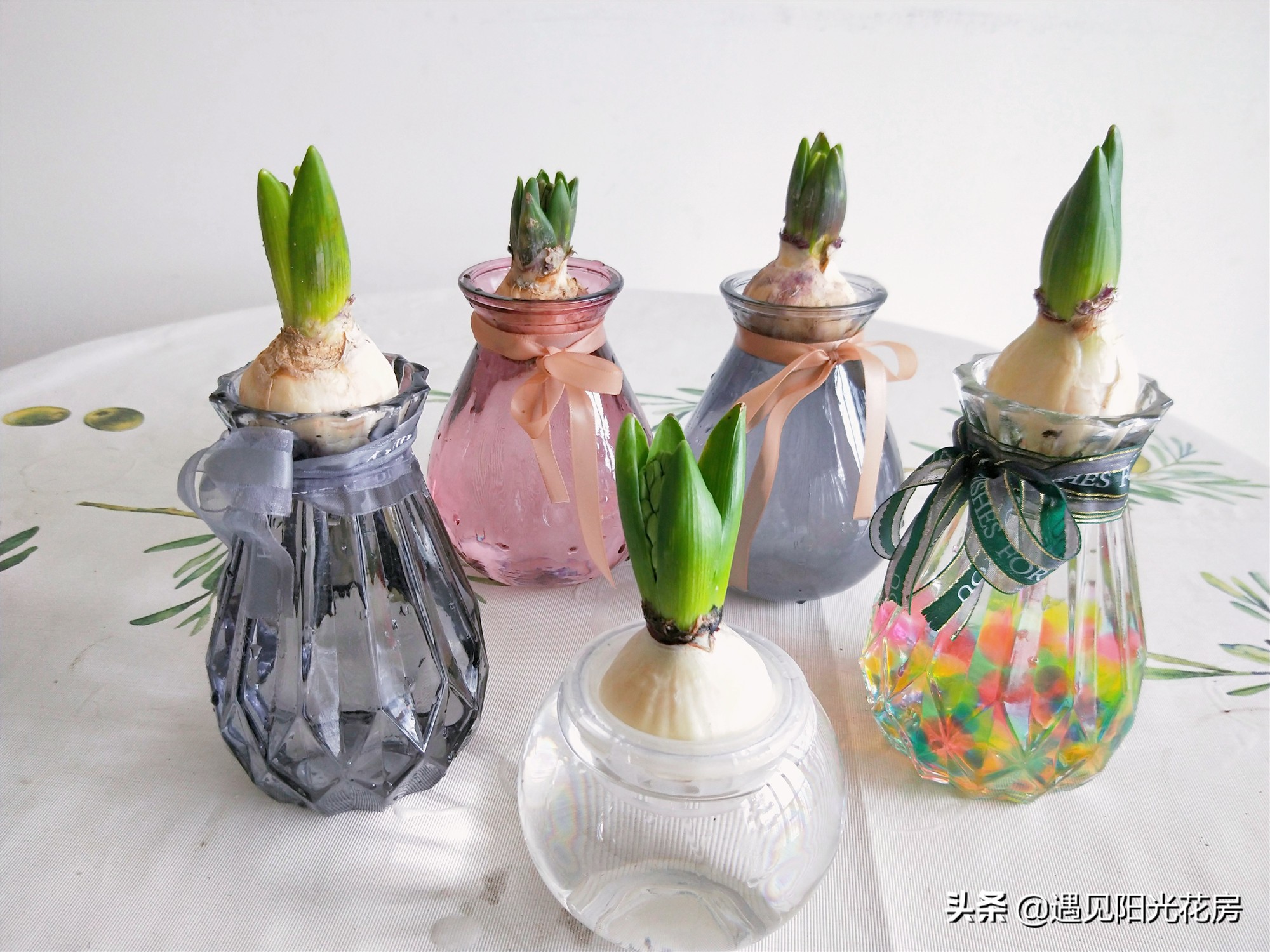 水培风信子种球发霉了怎么办,水培风信子种球开过花后怎么处理