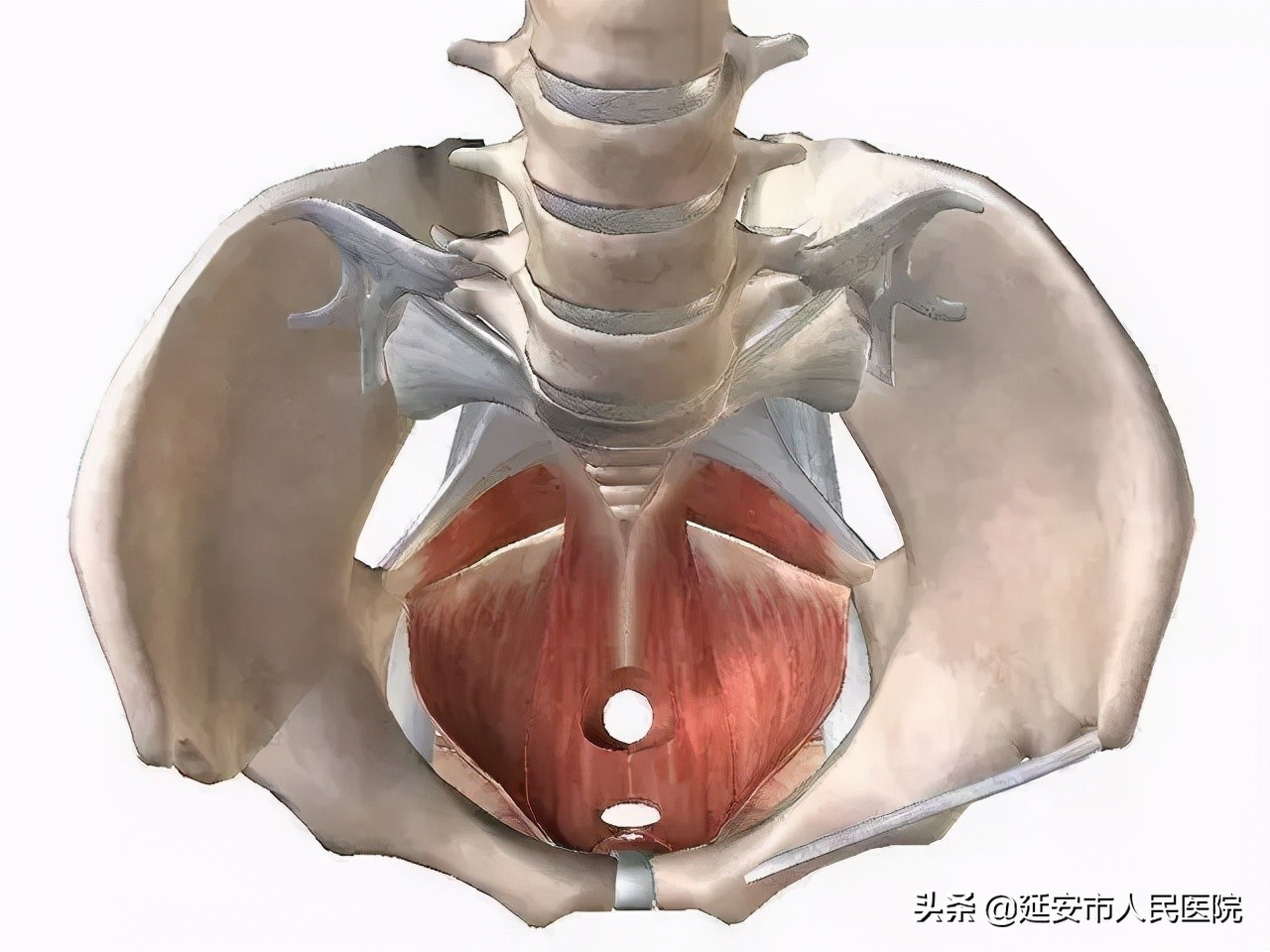 延安市第四人民医院盆底修复,延安市医院李爱明