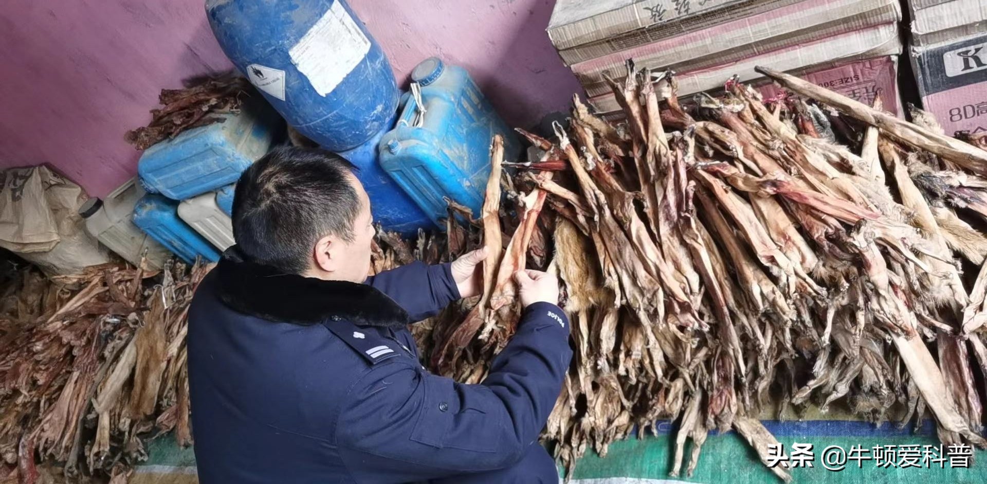 38只黄鼠狼被猎杀案件,捕杀黄鼠狼是什么样的后果