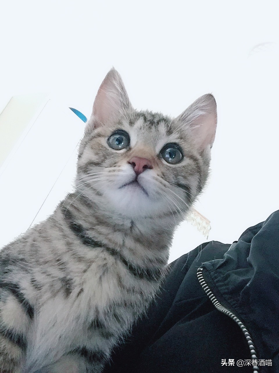 土猫可以当成宠物饲养吗？来！看看网友们是怎么回答的