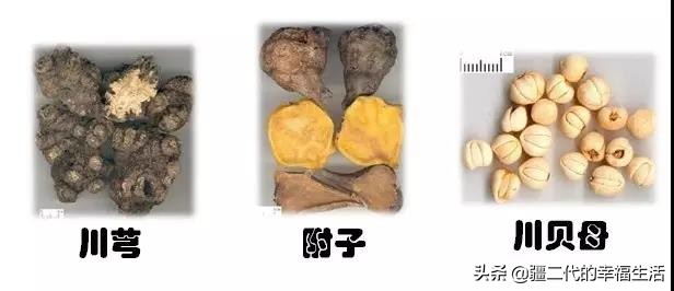 各个省份的道地药材,全国道地药材品种分布