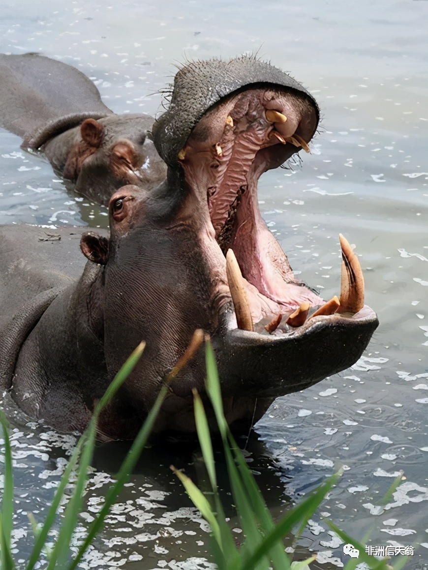 温顺的河马,外表温顺憨厚的河马是真的吗