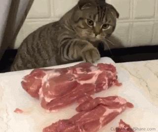 辟谣猫,辟谣猫咪食物