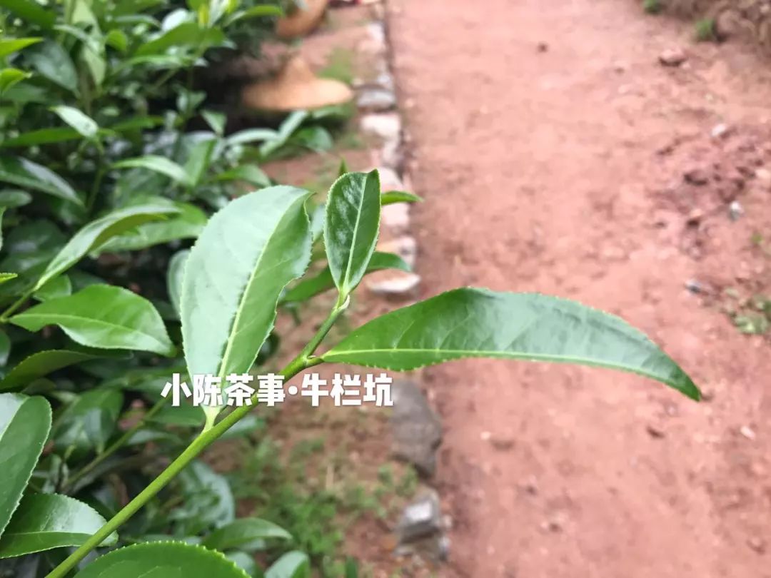普洱茶古树茶小众山头,普洱茶古树茶与台地茶的区别在哪