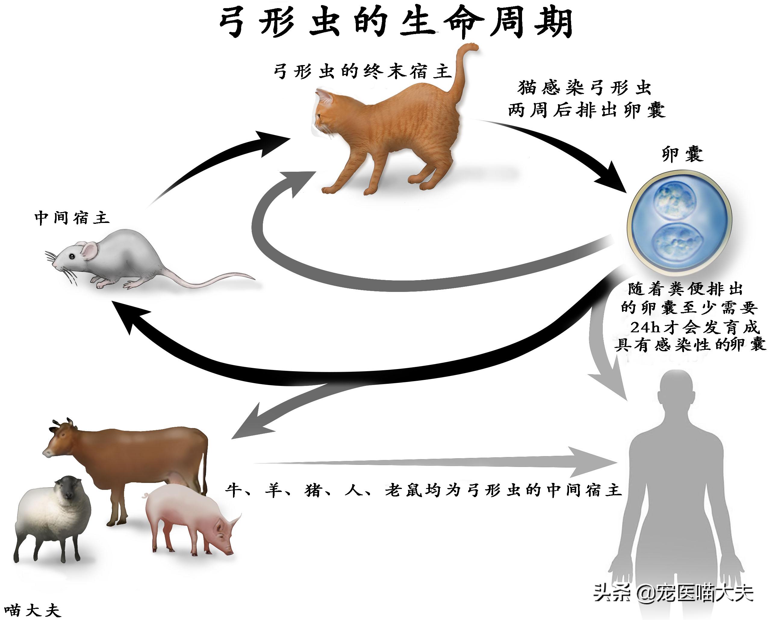 宠物医院怎么检查猫得了弓形虫,宠物弓形虫检测方法