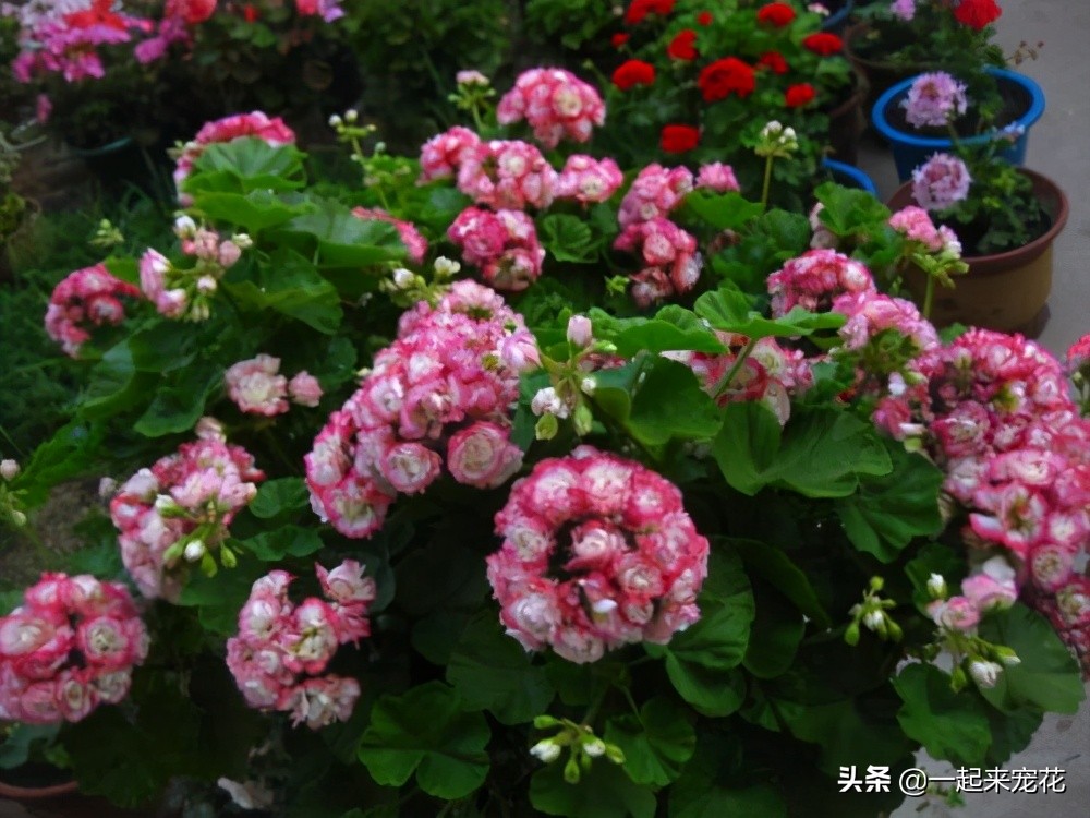 好看又勤花的天竺葵,天竺葵日本碗的养护方法