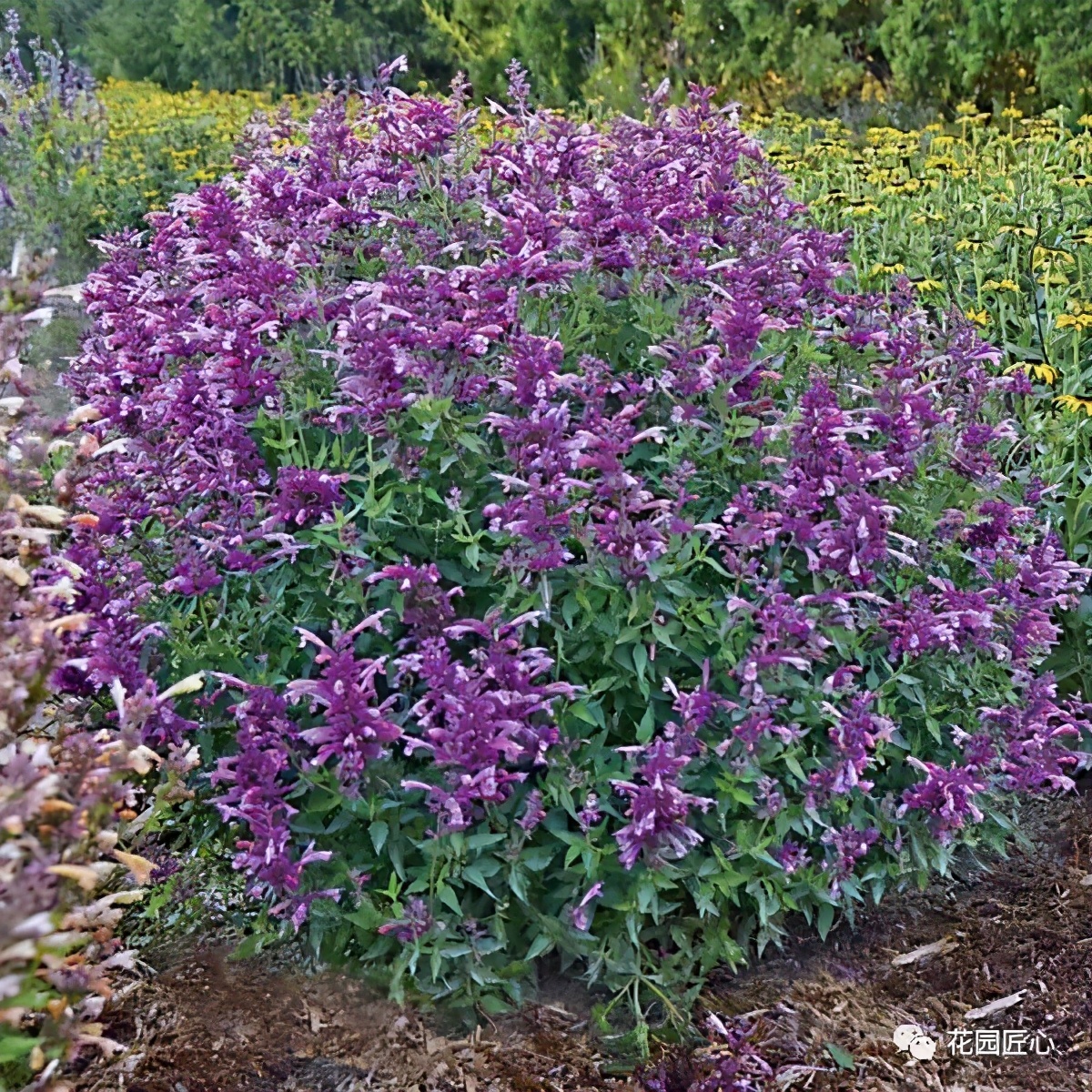 可以食用的花可制作的美食,100种可食用花的做法
