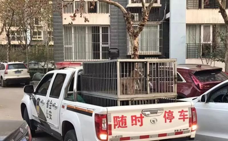 文明养犬遛狗不牵绳违法,石家庄遛狗不拴绳向哪个部门投诉