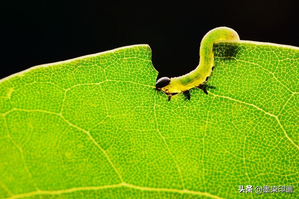 清明节拍摄风景图片,清明节全家踏青照片如何拍摄