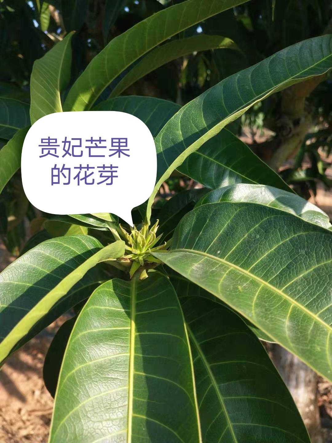 芒果催花烂头怎么治,芒果催花后出花不整齐怎么办