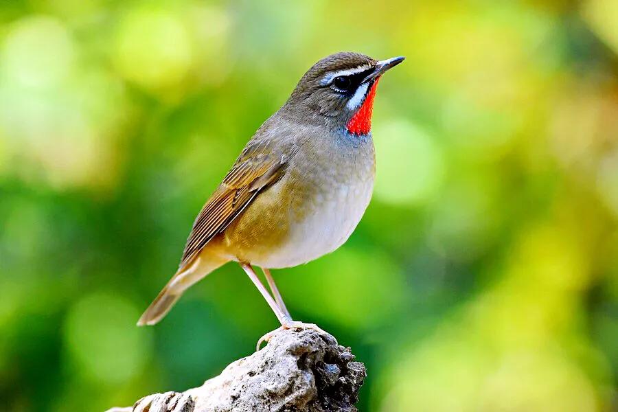 红靛颏和蓝靛颏哪种叫声好听,正宗红靛颏鸟