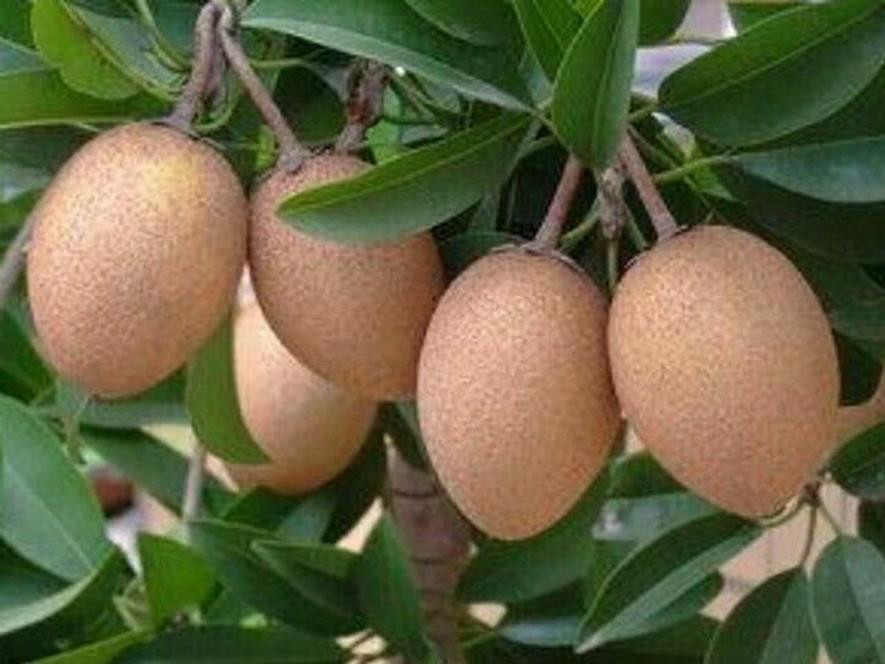 百种味道的果子,四季百种果子图片