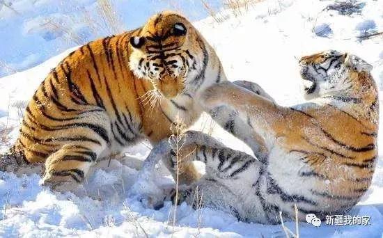 南公园，一代乌鲁木齐人的青春与回忆！