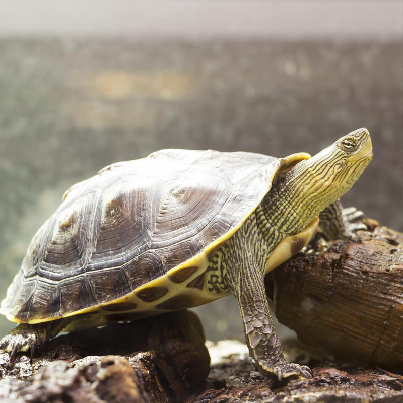 新手养龟买多大龟比较好养,新手养龟哪种龟最好养