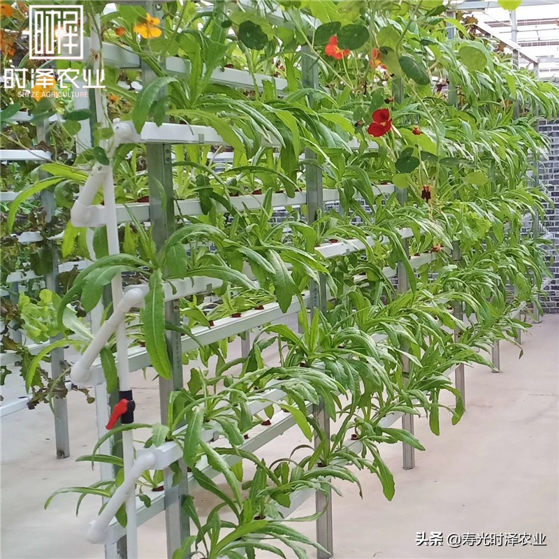 大棚无土栽培番茄病虫害防治,无土栽培有机蔬菜病虫害防治