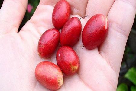 居然能改变味觉的水果,难怪叫“神秘果”,而且价格不菲