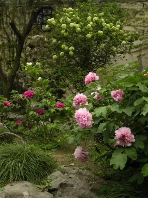 山花野鸟｜园林花语