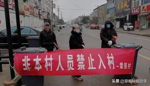 疫情下草莓滞销,草莓熟了因为疫情卖不掉怎么办