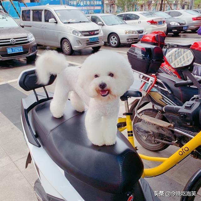 狗狗打狂犬疫苗前需要注意什么,狗狗驱虫前要注意哪些