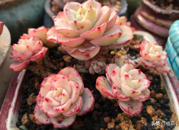 单头奶油黄桃容易爆头吗,奶油黄桃怎么养出状态