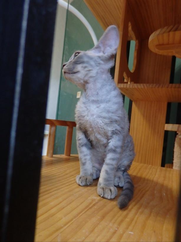 治猫癣耳螨,猫咪耳螨猫癣怎么办