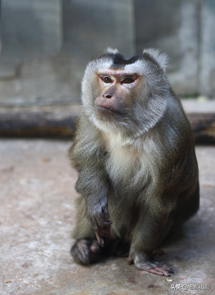 大师兄的亲戚—猪猴