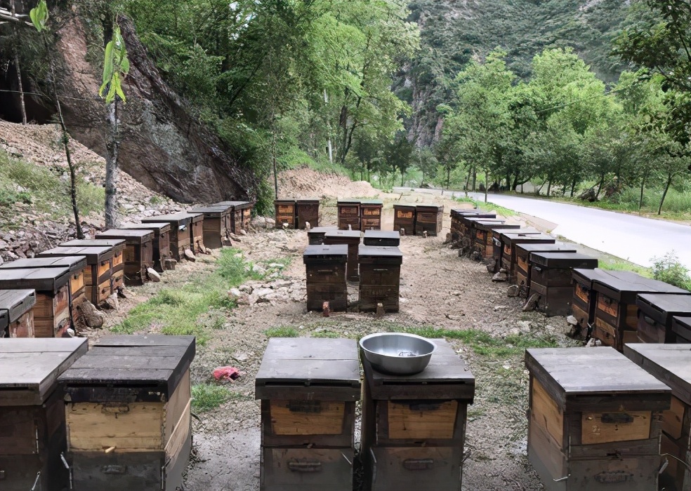 曾卖上百元1斤的土蜂蜜,城里人专门跑农村购买,为何现在少了?